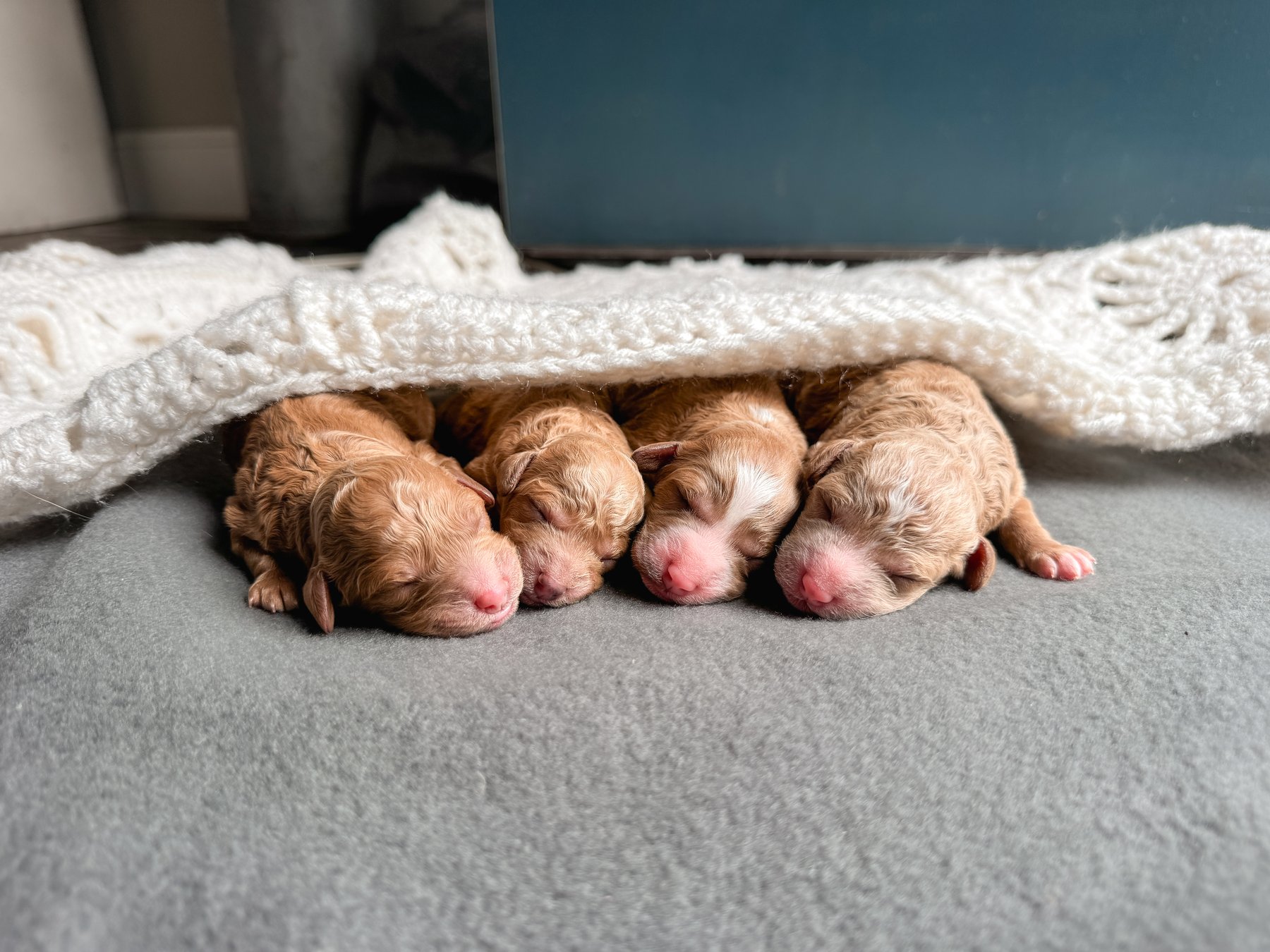 Four newborn goldendoodle puppies tucked under a white blanket
